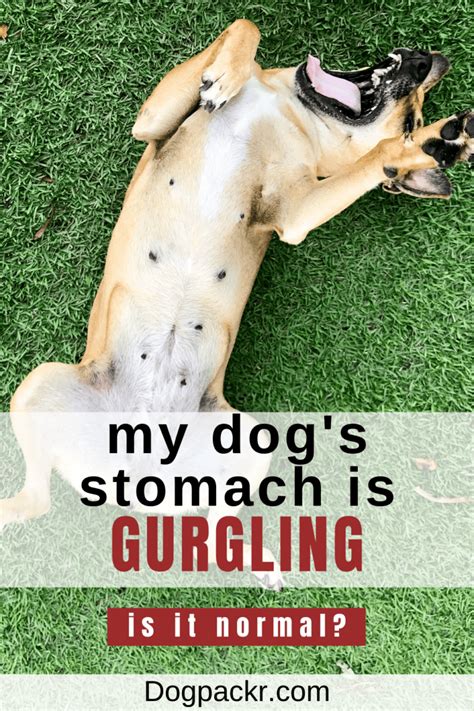 Dog Gut Meaning