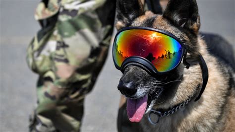 5 Military Dog Breeds