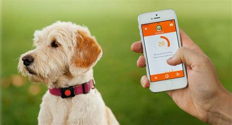 Dog Tracker And Activity Monitor