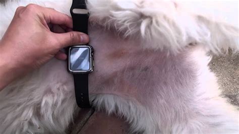 Dog Wearable Heart Rate Monitor