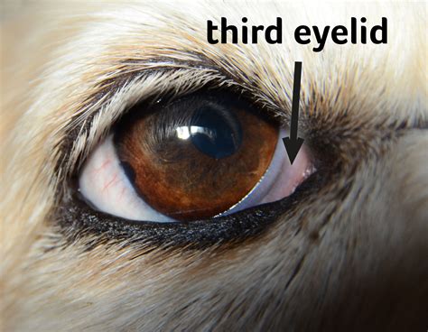 Dogs Eyelid Problems With Pictures