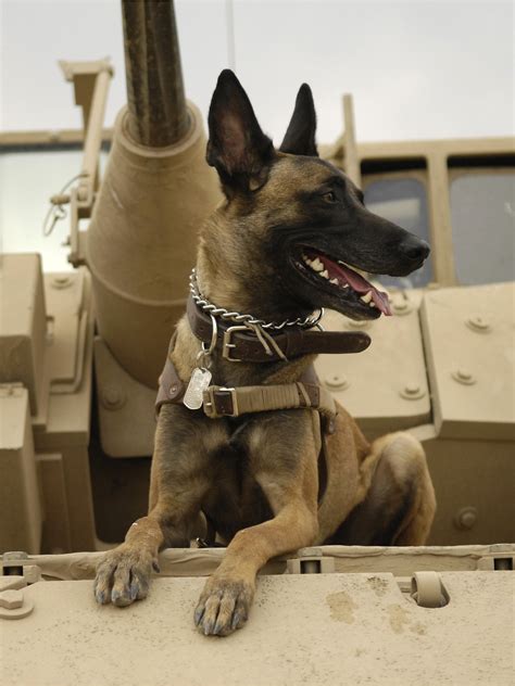 Dogs Used By The Military