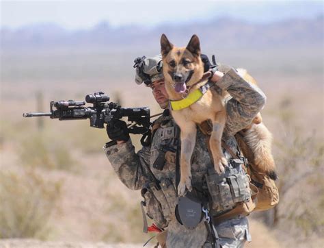 Dogs Used In Military Service