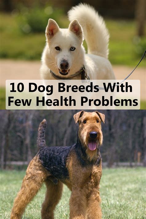 Dogs With Few Health Issues