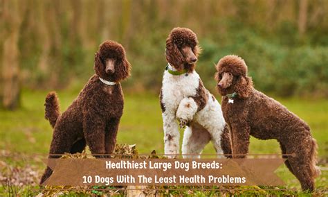 5 Healthiest Dog Breeds