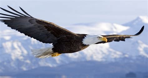 Eagle Facts 37 Interesting Facts About Eagles Kickassfacts Com