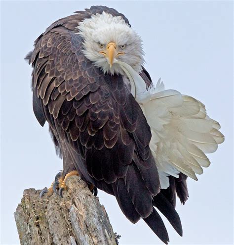 Eagle Photo Gallery