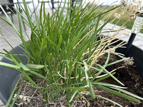 Eating Sustainably During National Nutrition Month By Growing Food At