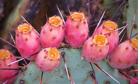 Edible Desert Plants