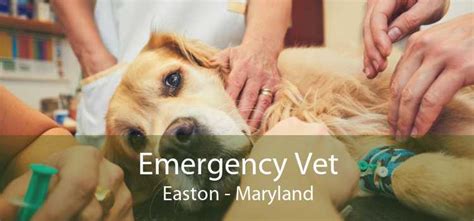 Emergency Vet Easton Md