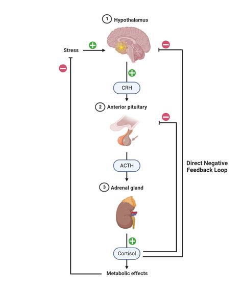 Endocrine Negative Feedback Loop Examples