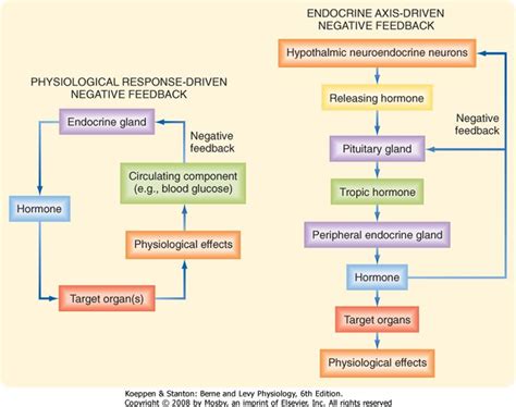 Endocrine System Negative Feedback Diagram