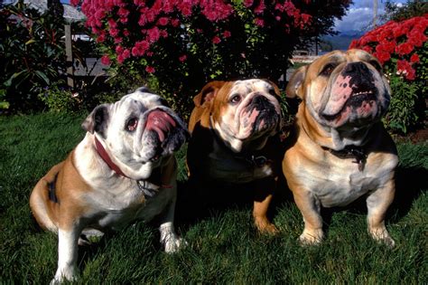 English Bulldog Genetic Problems