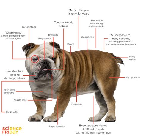 English Bulldog Health Issues