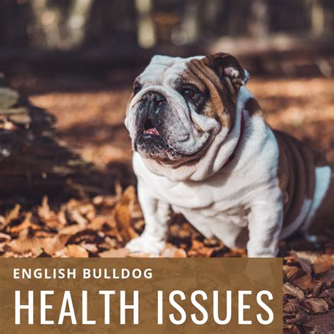 English Bulldog Health Problems Symptoms