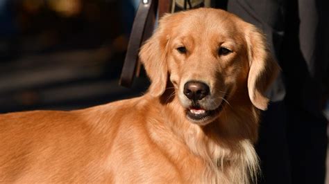 English Golden Retriever Health Issues