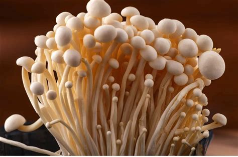 Enokitake Mushrooms Properties