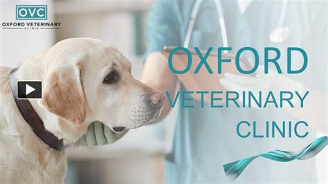 Everything To Know About Veterinarians