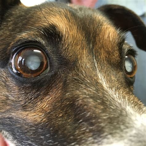 Eye Problems In Dogs Photos