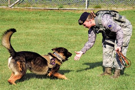 Face Of Defense Airman Takes Path To K 9 Handler Career Amp Gt U S Department Of Defense Amp Gt Defense