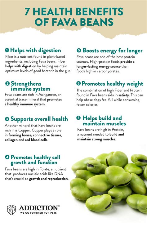 Fava Beans Health Benefits