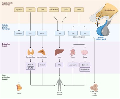 Feedback Loops In Endocrine System