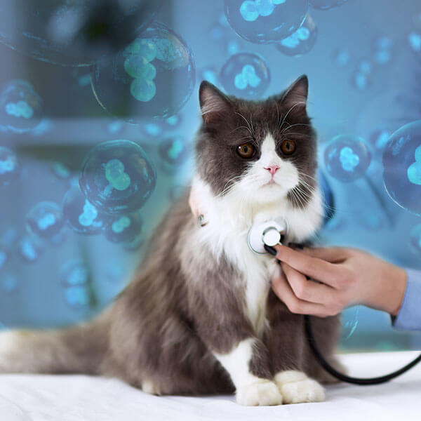 Feline Clinical Trials