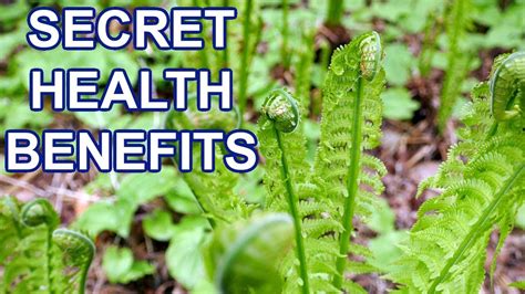 5 Tips Fern Health