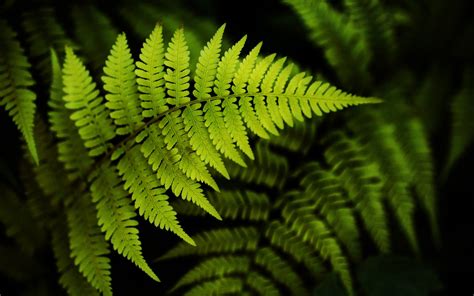 Fern Images Free