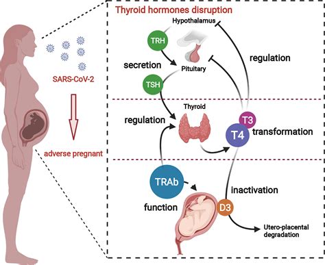 Fetal Thyroid Hormone Disruption Health Risks