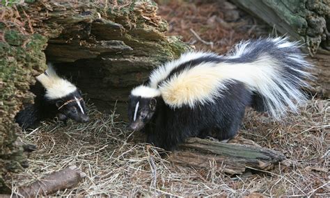 File Striped Skunk Jpg Wikimedia Commons