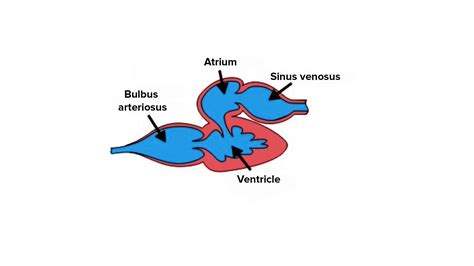 Fish And Heart Health Research