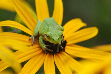 Five Tips To Help Frogs And Toads In Your Yard The National Wildlife Federation Blog