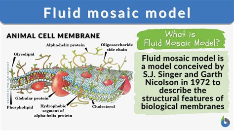 Fluid Structure Meaning