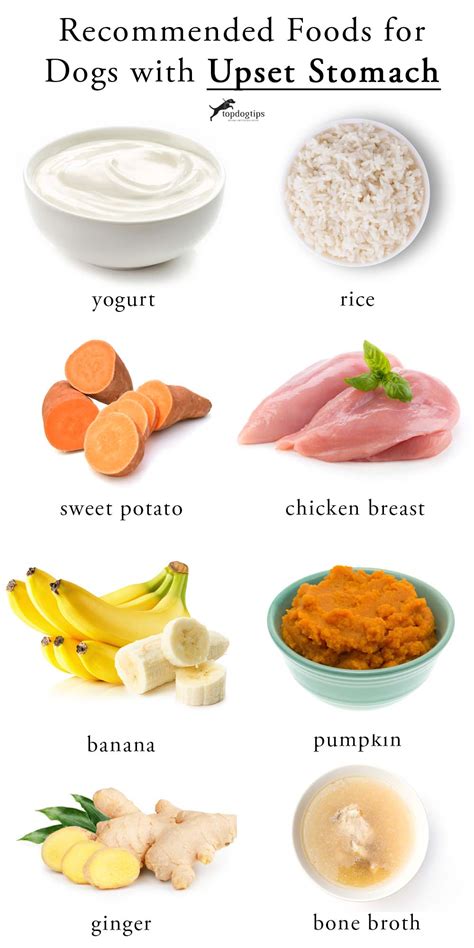 Foods That Help Dogs Digestion