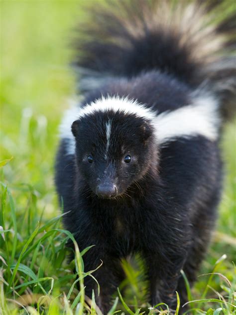 Free Picture Of A Skunk