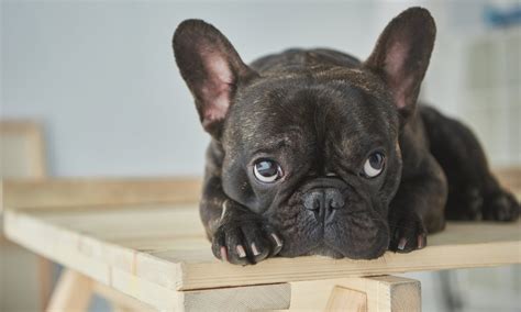 French Bulldog Health Issues