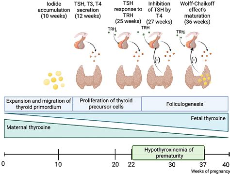 Frontiers Congenital Hypothyroidism In Preterm Newborns The