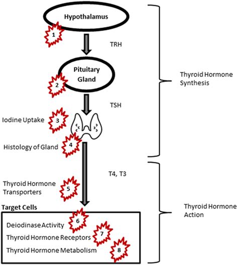 Frontiers Disruption In Thyroid Signaling Pathway A Mechanism For