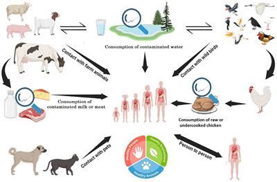 Frontiers Editorial The One Health Approach In The Context Of Public Health