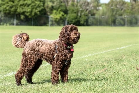 Full Grown Chocolate Labradoodle