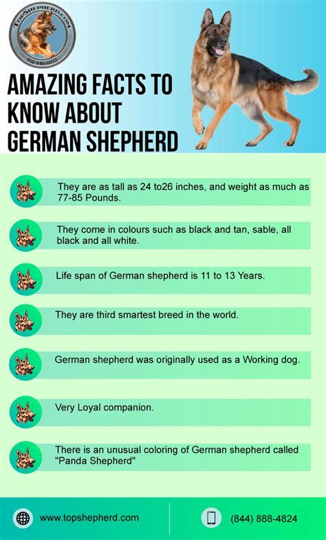 Fun Facts About German Shepherds