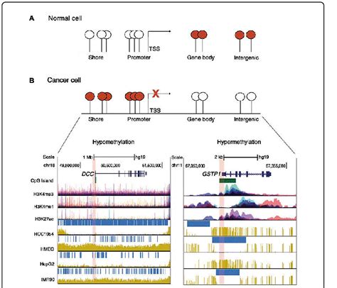 Genetic Methylation Lab Report