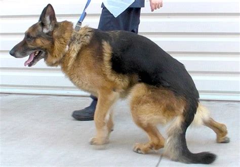 German Shepherd Having Trouble Walking