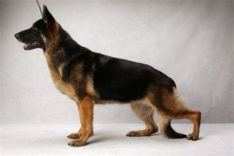 German Shepherd Inbreeding Problems