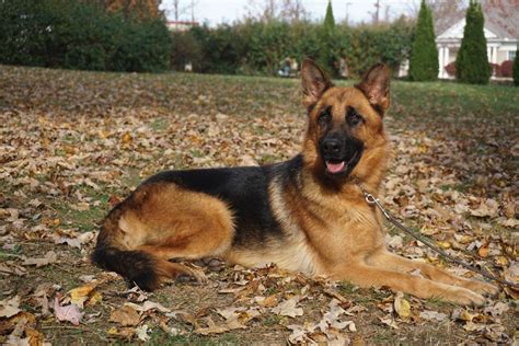 German Shepherd Lifespan Female