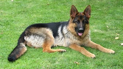 German Shepherd Lifespan