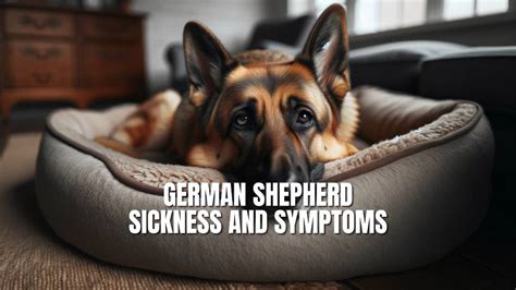 German Shepherd Sickness And Symptoms