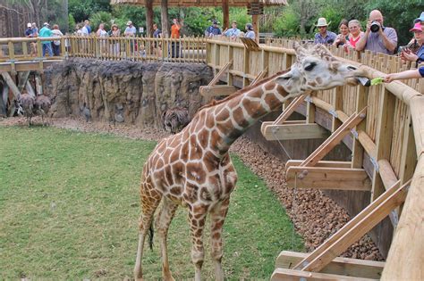 Get Closer At The Fort Worth Zoo S African Savanna Youtube