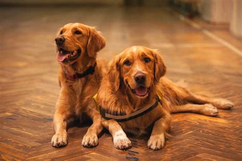 Golden Retriever Common Health Issues